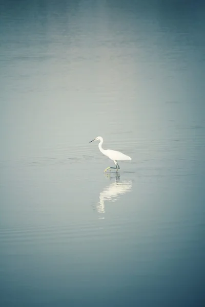 호수에 황새 새 — 스톡 사진