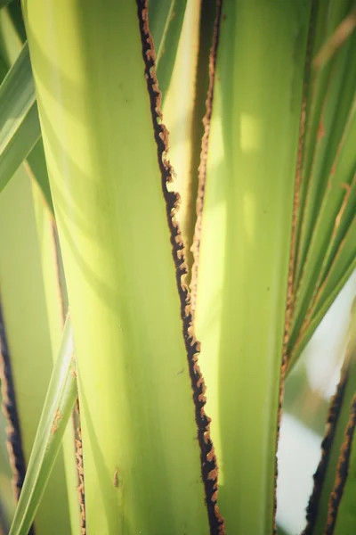 Palm leaves background — Stock Photo, Image