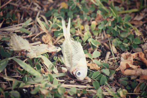 Peces muertos — Foto de Stock