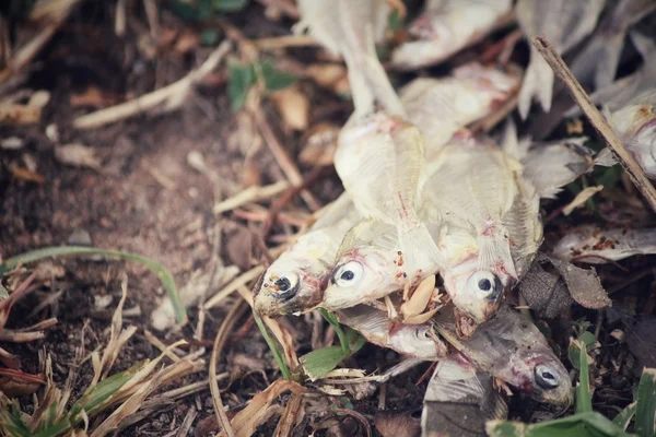 Peces muertos — Foto de Stock