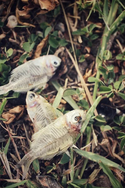 Peces muertos — Foto de Stock