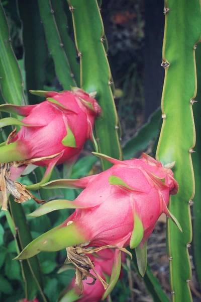 Dragon fruit tree — Stock Photo, Image