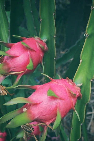 Dragon fruitboom — Stockfoto