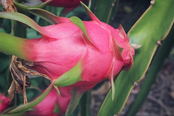 Dragon fruitboom — Stockfoto