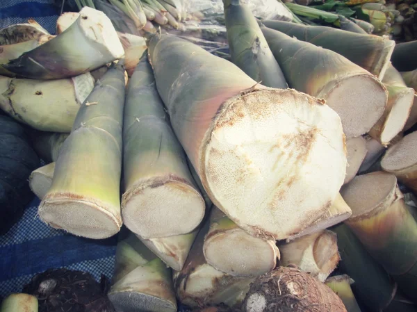 Brote de bambú — Foto de Stock