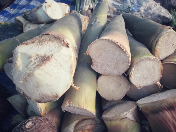 Bambu sürgün — Stok fotoğraf