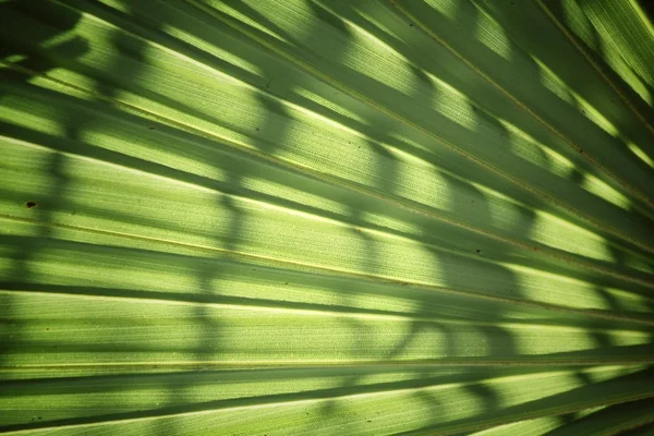 Palma foglie sfondo — Foto Stock