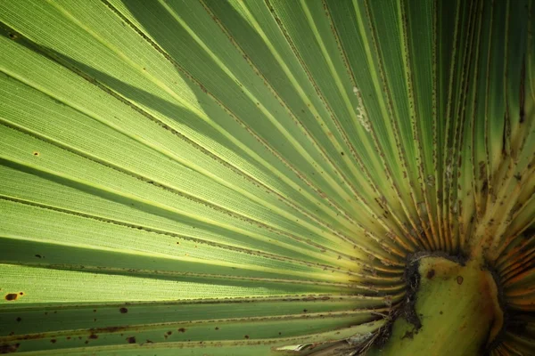 Folhas de palma fundo — Fotografia de Stock