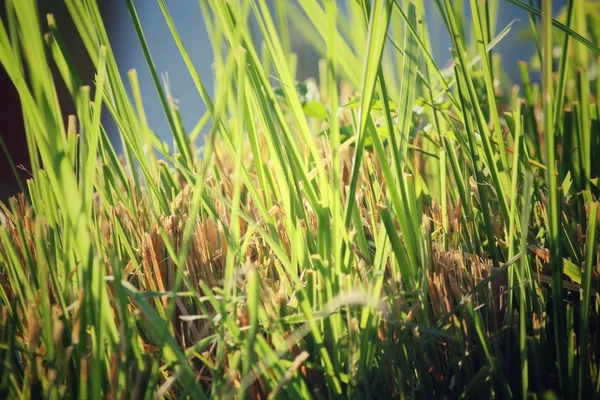 Vetiver çimen — Stok fotoğraf