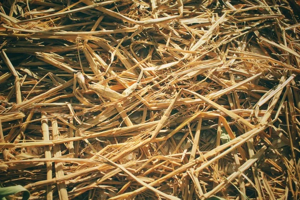 Droog gras — Stockfoto