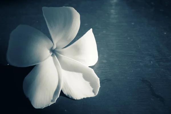 Flor branca de Frangipani — Fotografia de Stock