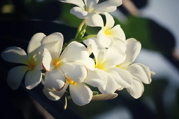 Vit frangipani blomma på träd — Stockfoto