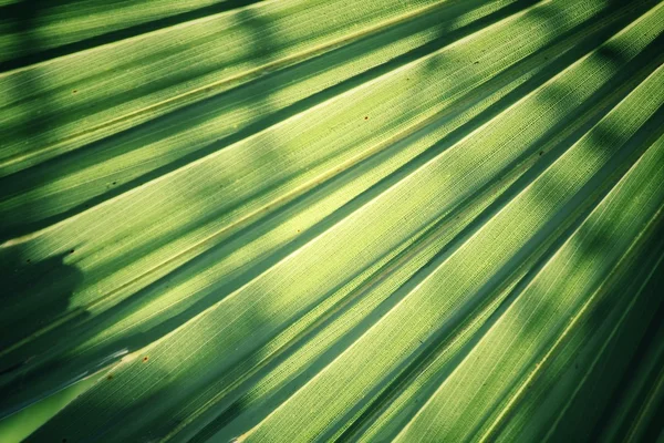 Folhas de palma fundo — Fotografia de Stock