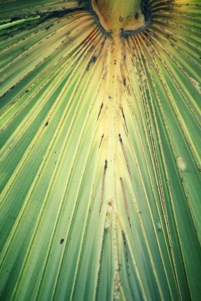 Folhas de palma fundo — Fotografia de Stock