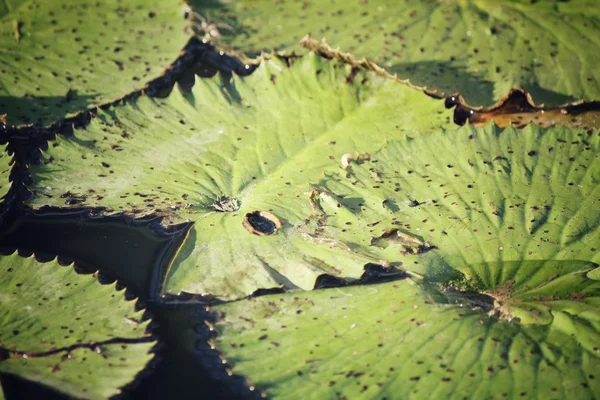 Lotus leaves — Stock Photo, Image