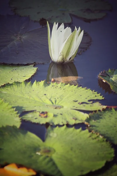 Lotus квіти — стокове фото