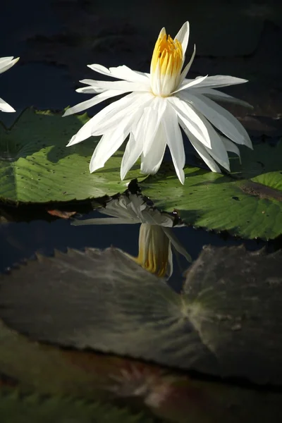 Lotus çiçekleri — Stok fotoğraf