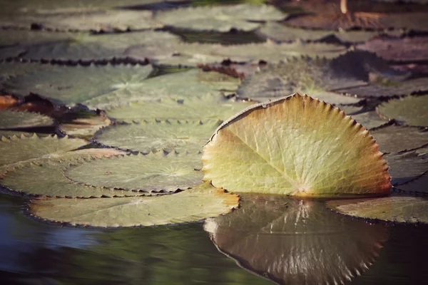 Lotus leaves — Stock Photo, Image