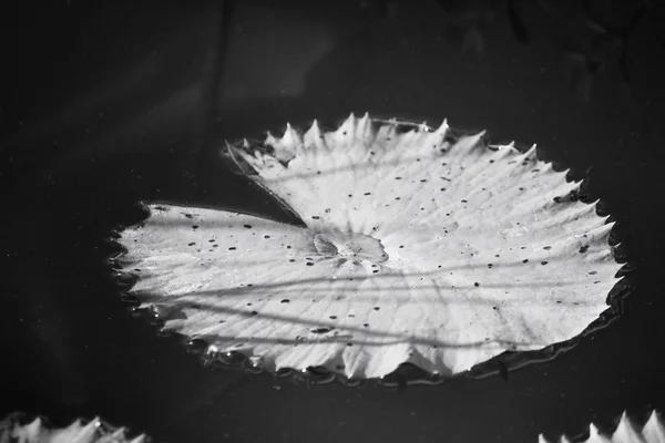 Lotus leaves — Stock Photo, Image