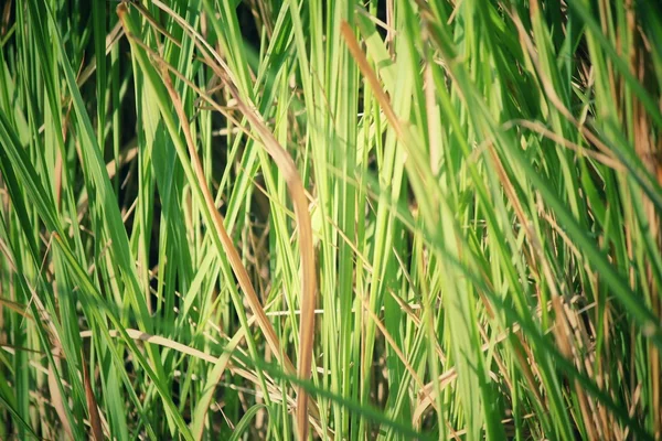 Grama de Vetiver — Fotografia de Stock