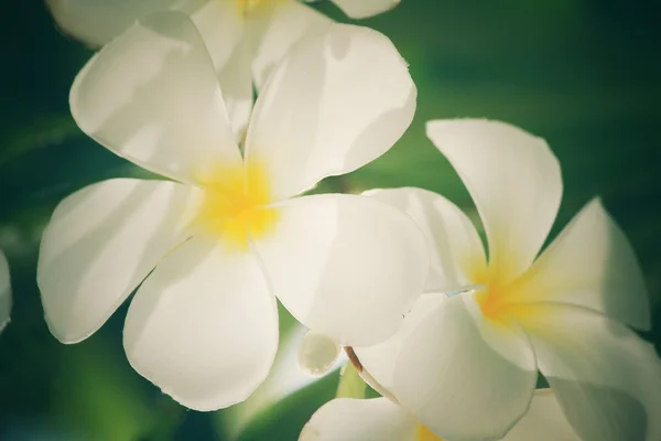 Vit frangipani blomma på träd — Stockfoto