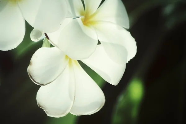 Vit frangipani blomma på träd — Stockfoto