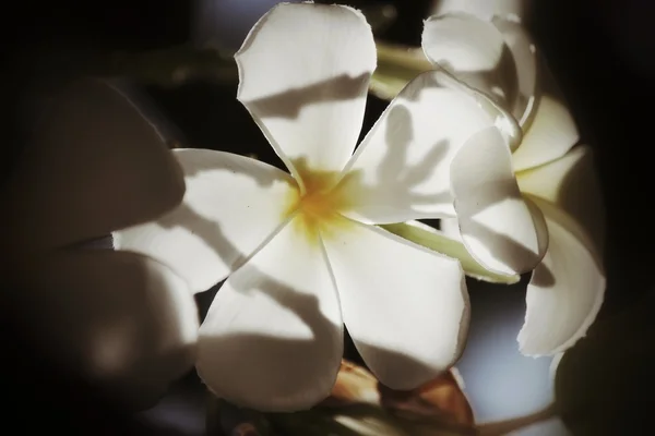 Vit frangipani blomma på träd — Stockfoto