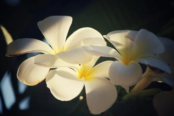 Vit frangipani blomma på träd — Stockfoto