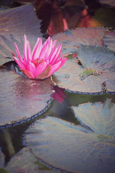 Lotus fleurs — Photo
