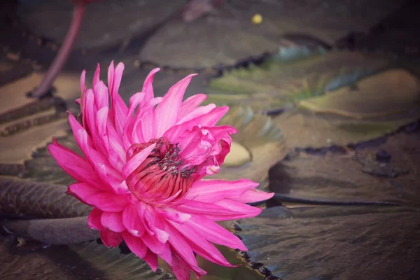 Flores de lótus — Fotografia de Stock