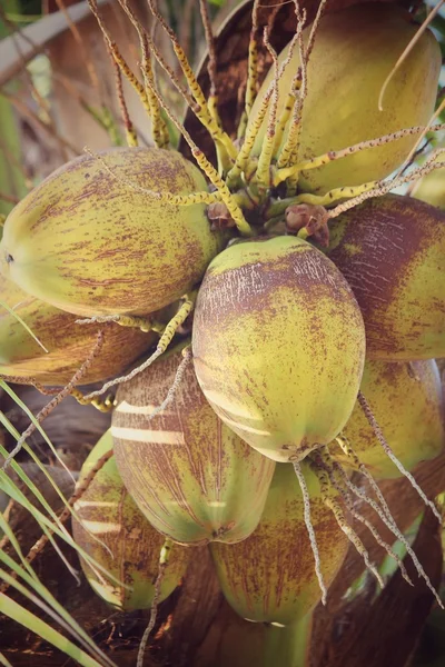 Árbol de coco —  Fotos de Stock