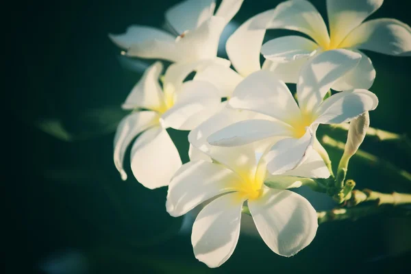 Fleur frangipani blanche sur l'arbre — Photo