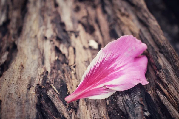 Pink petals — Stock Photo, Image
