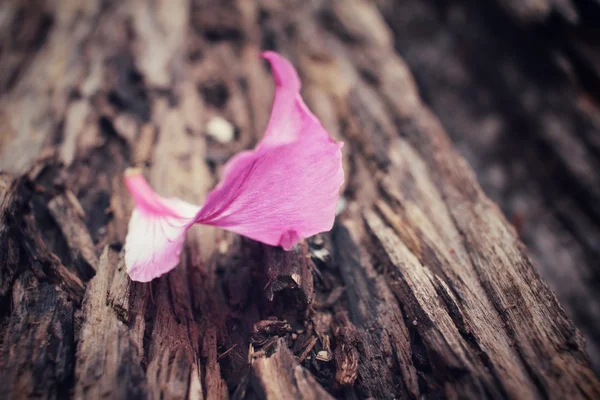 Pembe yaprakları — Stok fotoğraf