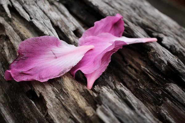 Petali rosa — Foto Stock