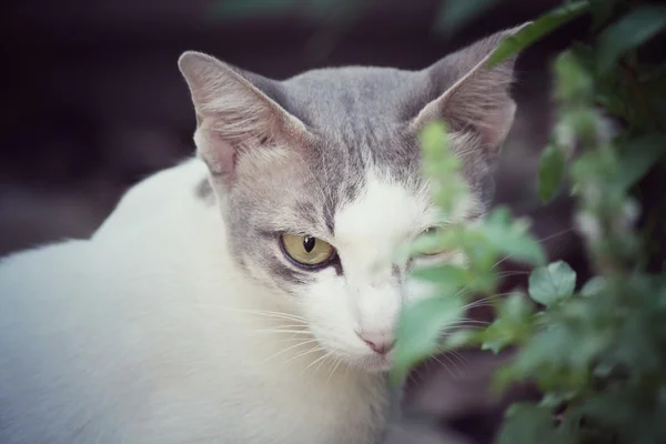 Katzenblick — Stockfoto