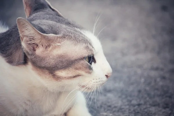 Olho de gato — Fotografia de Stock