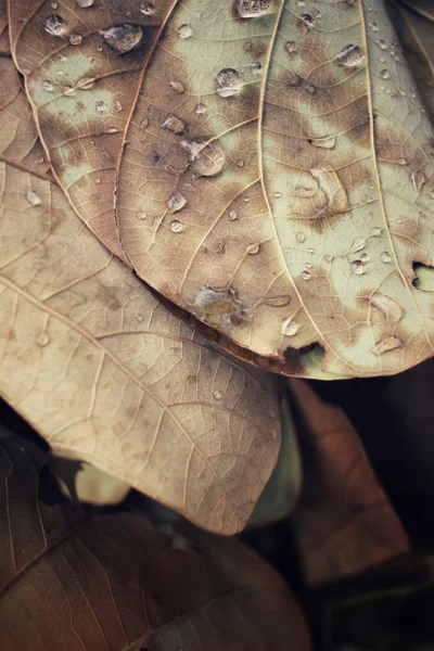 Сухие листья с каплей воды — стоковое фото