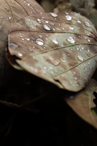 Dried leaves with water drop — Stock Photo, Image