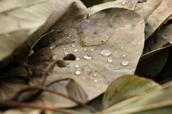 Dried leaves with water drop — Stock Photo, Image