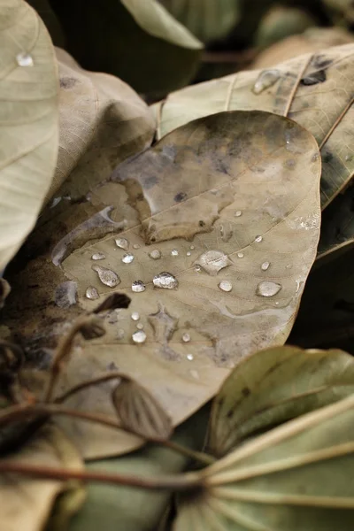 Dried leaves with water drop — Stock Photo, Image