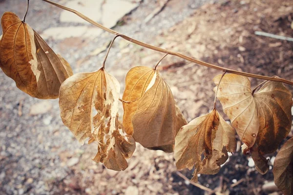 Folhas secas — Fotografia de Stock