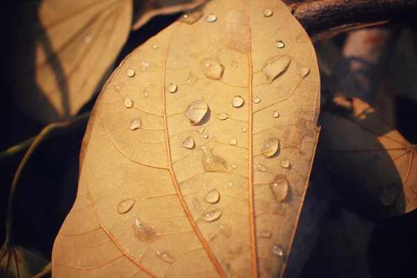 Hojas secas con gota de agua — Foto de Stock