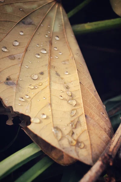 Hojas secas con gota de agua — Foto de Stock