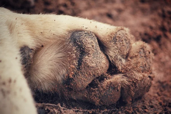 Pie de perro — Foto de Stock