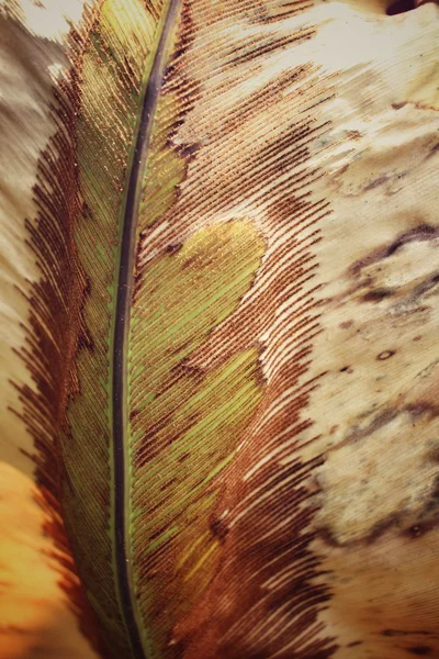 말린된 고 사리 잎 — 스톡 사진