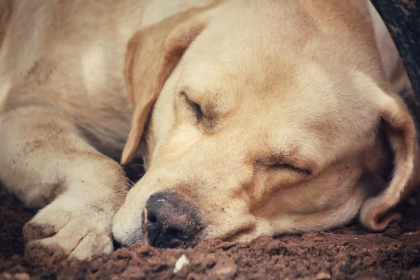 Labrador sover — Stockfoto