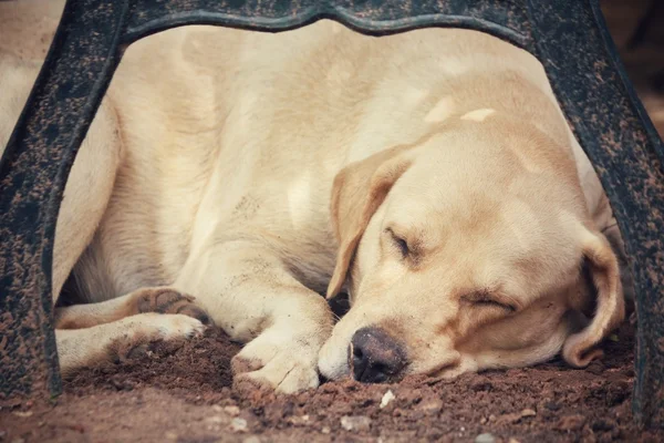 Labrador sover — Stockfoto