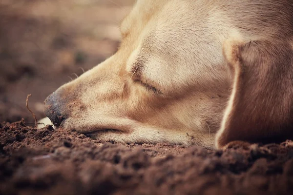 Labrador durmiendo —  Fotos de Stock