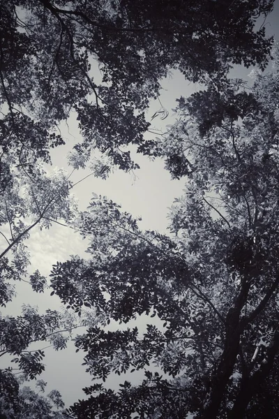 Árbol en el bosque — Foto de Stock